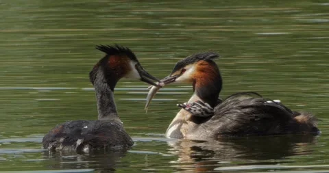Great Crested Grebe Podiceps cristatus with its young in slow motion. Stock-Footage 337347996