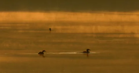 Great Crested Grebe, Podiceps cristatus, in the morning mist, in slow motion. Stock Footage 340079866