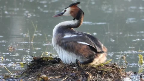 Great Crested Grebe (Podiceps cristatus) Back on the eggs Stock Footage 340565343