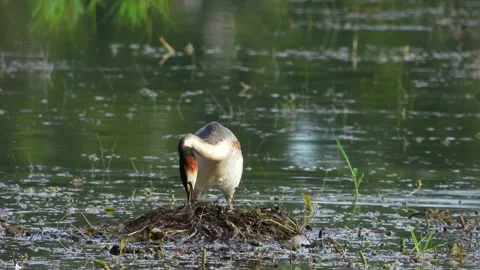 Great Crested Grebe (Podiceps cristatus) Returns to the nest Stock Footage 340565410