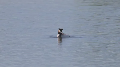 Great crested grebe (Podiceps cristatus) swimming and adjusting feathers Video stock 345073791
