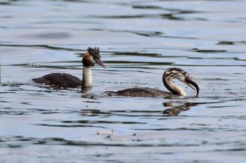 Great crested grebe, Podiceps cristatus Stock Photos