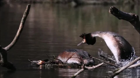 Great Crested Grebe (Podiceps Scalloped ribbonfish) mating, copula, Hesse, Stock Footage 306328923