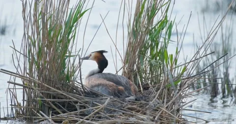 Great crested grebe in pond Stock Footage 130592730