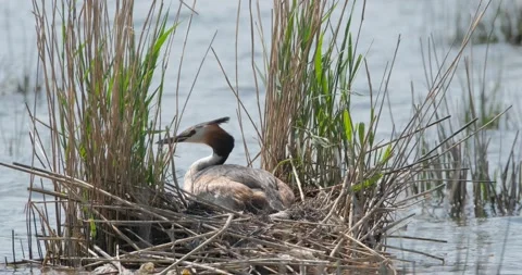 Great crested grebe in pond Stock Footage 130592886