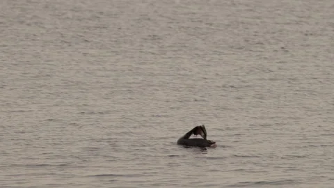 Great crested grebe preening on calm lake, side view. 4K 60fps. Vídeos de archivo 334047596