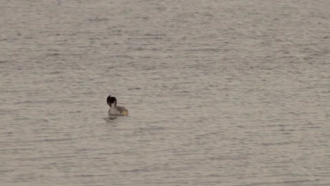 Great crested grebe preening on calm lake. 4K 60fps. Stock Footage 334048436