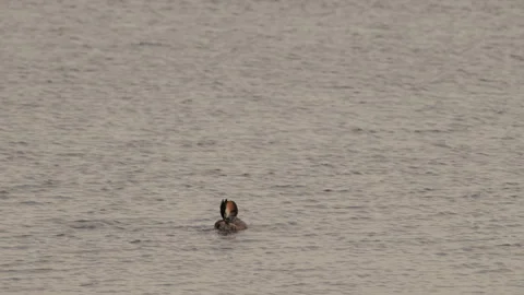 Great crested grebe preening on calm lake. 4K 60fps. Stock Footage 334048673
