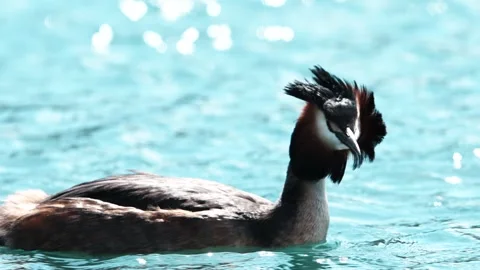 Great crested grebe preening feathers while floating on clear lake water in Stock Footage 334018815