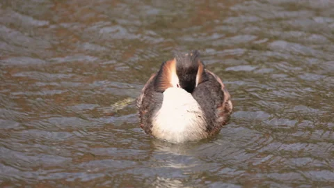 Great crested grebe preening its colorful feathers on a lake 動画素材 340229776