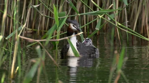 Great crested grebe with pups on the back Stock Footage 59882879