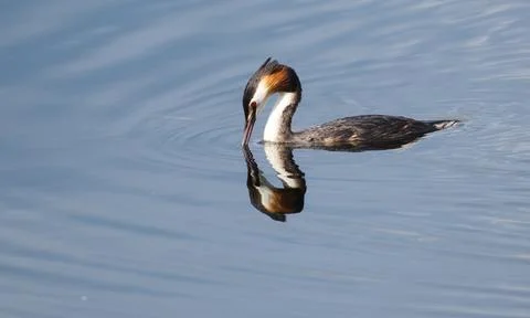 Great crested grebe Reflection Stock Photos