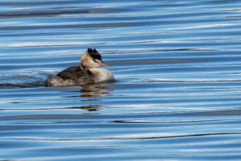 Great Crested Grebe on rippled blue water Stock Photos