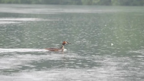 Great crested grebe in the river Stock Footage 131933057