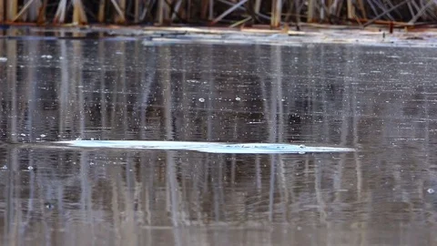 Great Crested Grebe on river, sound Stock Footage 81013988