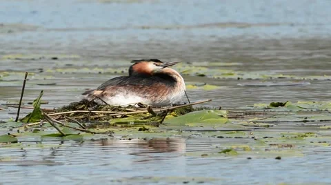 Great Crested Grebe sitting on eggs 스톡 동영상 63194024