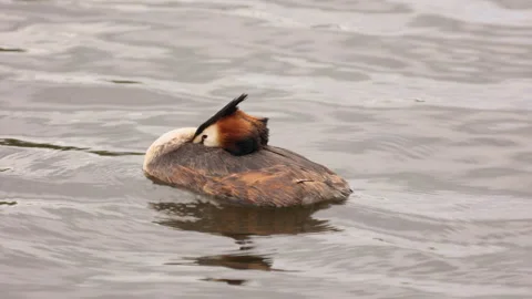 Great crested grebe sleeping peacefully while floating on water Stock Footage 340229526