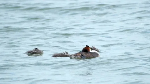 A great crested grebe sleeps with its chicks, bobbing on gentle waves Video stock 342242570