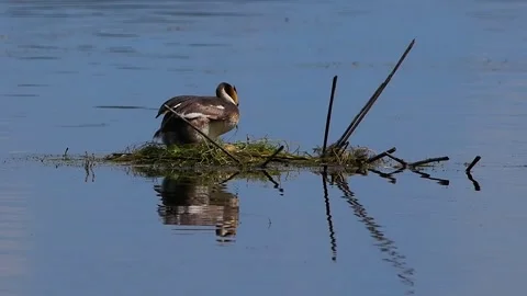 Great crested grebe standing on floating nest with visible eggs. slow motion Vidéo 337323793