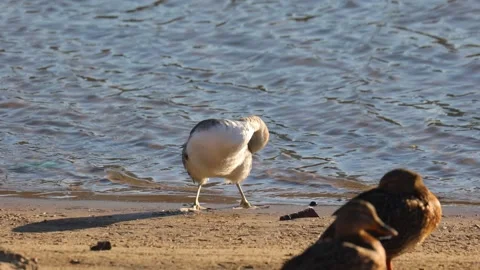The great crested grebe stands on the shore and cleans its feathers Stock Footage 306370345