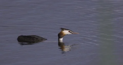 Great crested grebe in the sun, 4K close-up Stock Footage 222132137