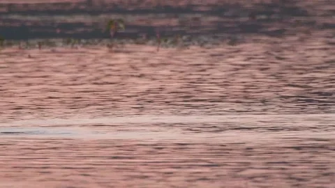 Great crested grebe sunset, Spain Stock Footage 234454522