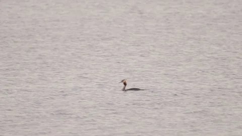 Great crested grebe swimming alone on open lake then diving. 4K 60fps. Stock Footage 334118969