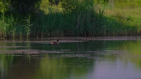 Great crested grebe swimming on calm lake surface near green reeds in spring. Stock Footage 345137100