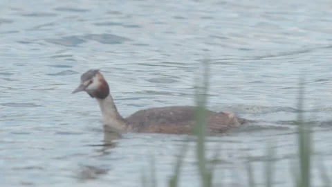 Great-crested grebe Swimming Stock Footage 267722837