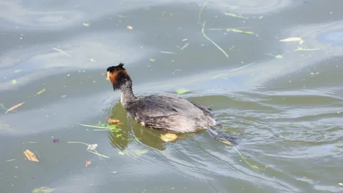 Great crested grebe swimming gracefully across a calm pond 库存影片 340227631