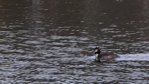 Great crested grebe swimming peacefully across rippled lake water 스톡 동영상 334223845