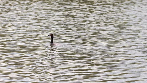 A Great Crested Grebe Swims Gracefully On Rippling Water, Then Dives Smoothly Un Video stock 310738679