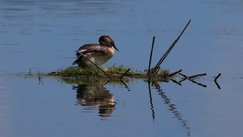 Great crested grebe tending to eggs on floating nest in silence. Stock Footage 337323757