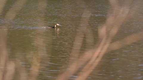 Great crested grebe Water bird on a lake in England UK 4K Stock Footage 106528313