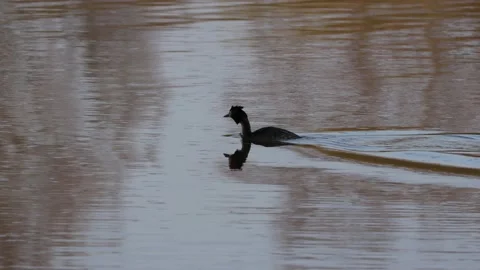 Great crested grebe on the water Stock Footage 152777820