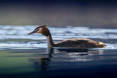 Great crested grebe on the water Stock Photos