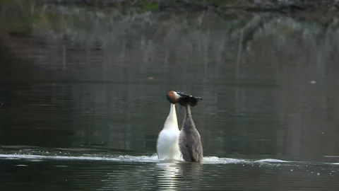 Great Crested Grebe. The weed dance again   (Podiceps cristatus)   0506-1P4 Stock Footage 153370657