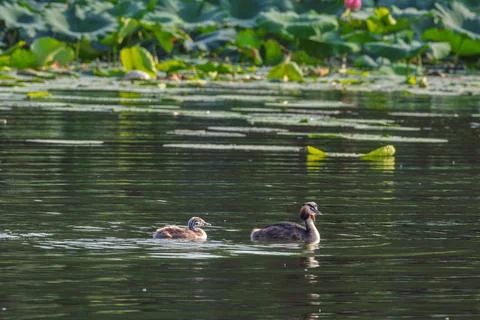 Great Crested Grebes and Their Offspring Playing in a Lotus Pond Fotos Stock