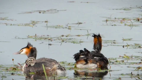Great Crested Grebes with chicks. 스톡 동영상 75858633