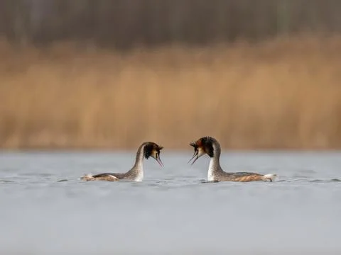 Great Crested Grebes Facing Each Other on a Calm Lake Foto stock