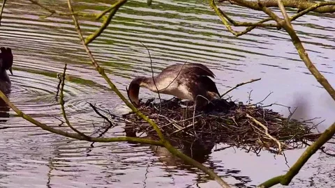 Great crested grebes Stock Footage 75160301