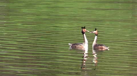 Great crested grebes performing mating dance on lake in spring Видео 49374528