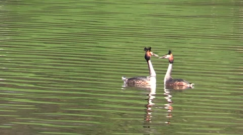 Great crested grebes performing mating dance on lake in spring Video stock 49394868