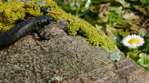 Great Crested Newt in early spring Stockbeeldmateriaal 10892549