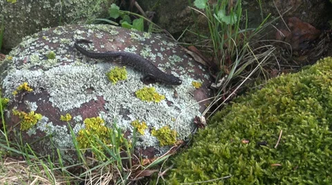 Great Crested Newt in  spring going spawning 库存影片 36843410