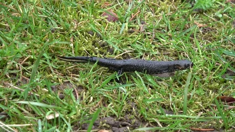 Great crested newt Triturus cristatus crawling on  grass Stock Footage