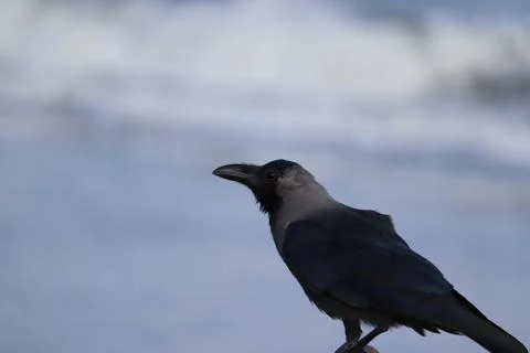The great crow on beach Stock Photos