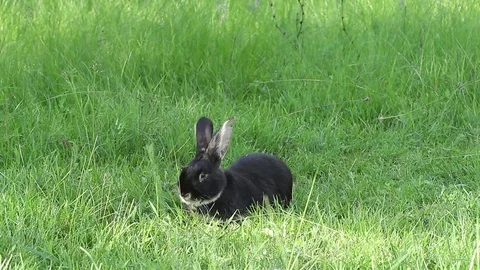 Great cute rabbit sits on a meadow and eats green grass Stock-Footage 69800784