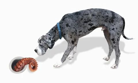 Great Dane and the Octopus. Stock Photos