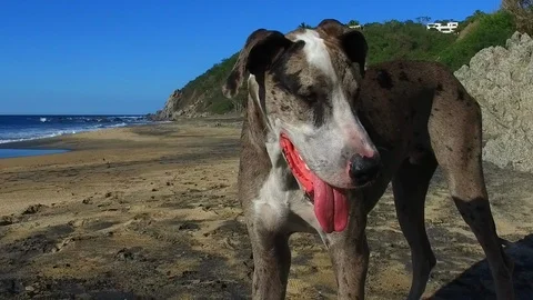 Great Dane at beach in Mexico slow Motion Stock Footage 85823033